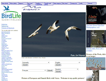 Tablet Screenshot of birdphoto.fi